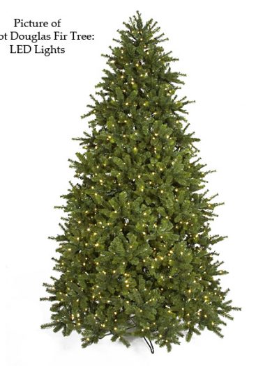 Full Douglas Fir Christmas Tree For Christmas 2014