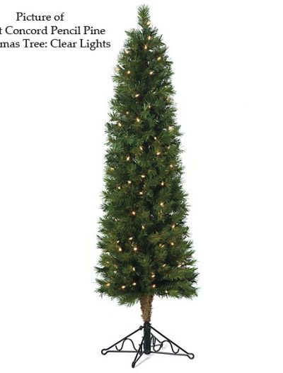 Concord Pencil Pine Christmas Tree For Christmas 2014