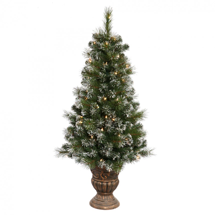 Potted Sweden Pine Christmas Tree For Christmas 2014