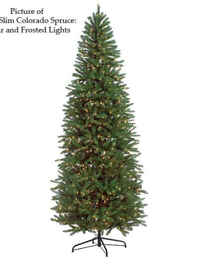 Slim Colorado Spruce Christmas Tree For Christmas 2014