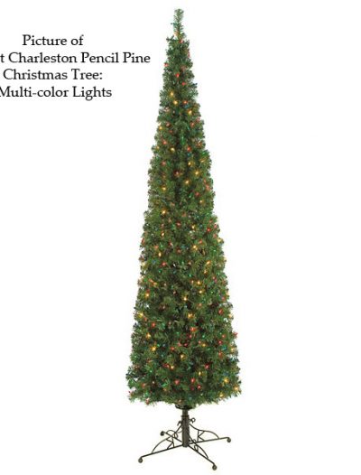 Charleston Pencil Pine Christmas Tree For Christmas 2014
