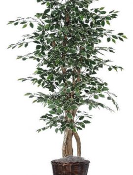 Vickerman 6' Variegated Ficus in Dark Brown Rattan Basket (Christmas Tree)