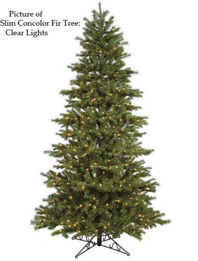 Slim Concolor Fir Christmas Tree For Christmas 2014