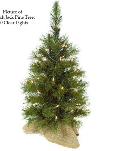 24 inch Jack Pine Christmas Tree For Christmas 2014