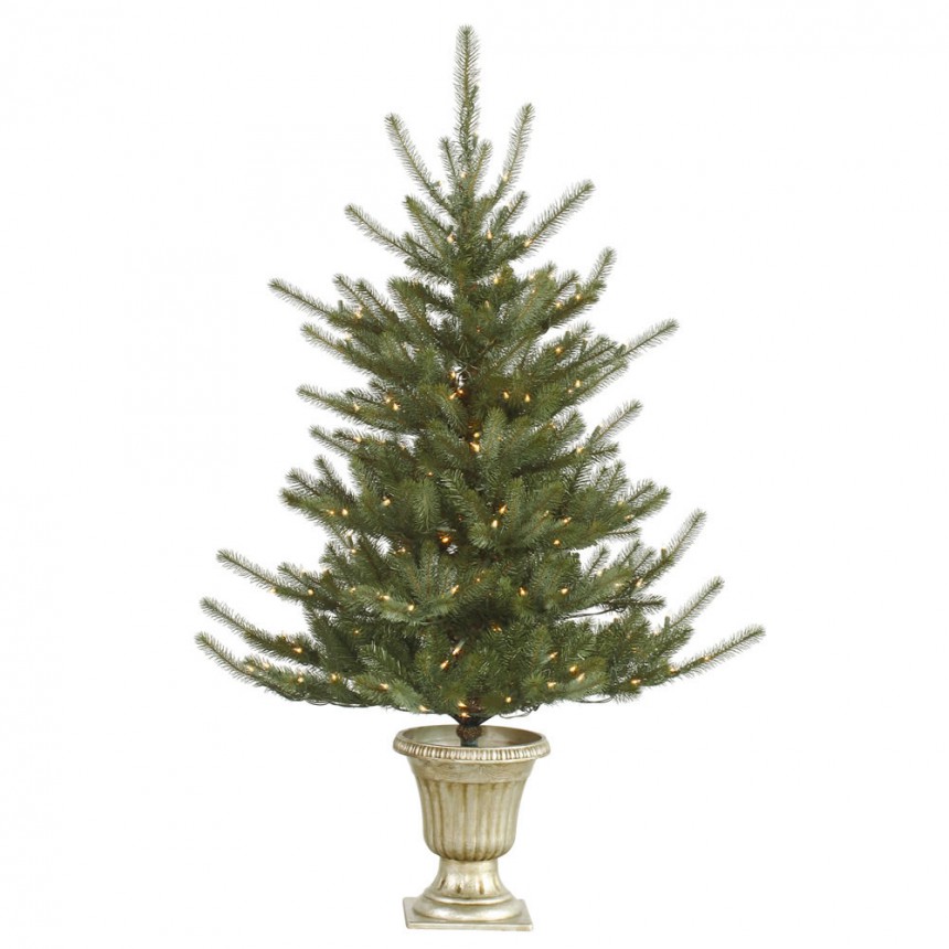 5 foot Potted Colorado Spruce Christmas Tree For Christmas 2014