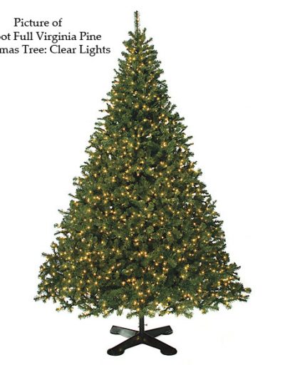Full Virginia Pine Christmas Tree For Christmas 2014