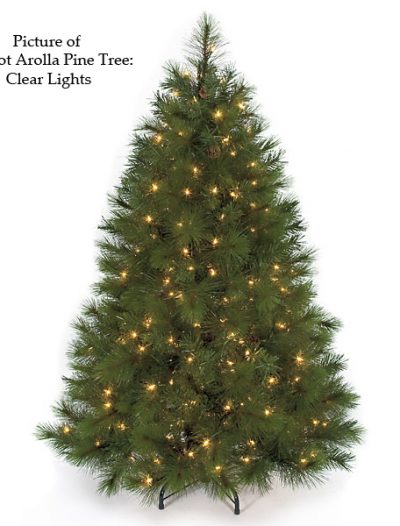 Arolla Pine Christmas Tree For Christmas 2014